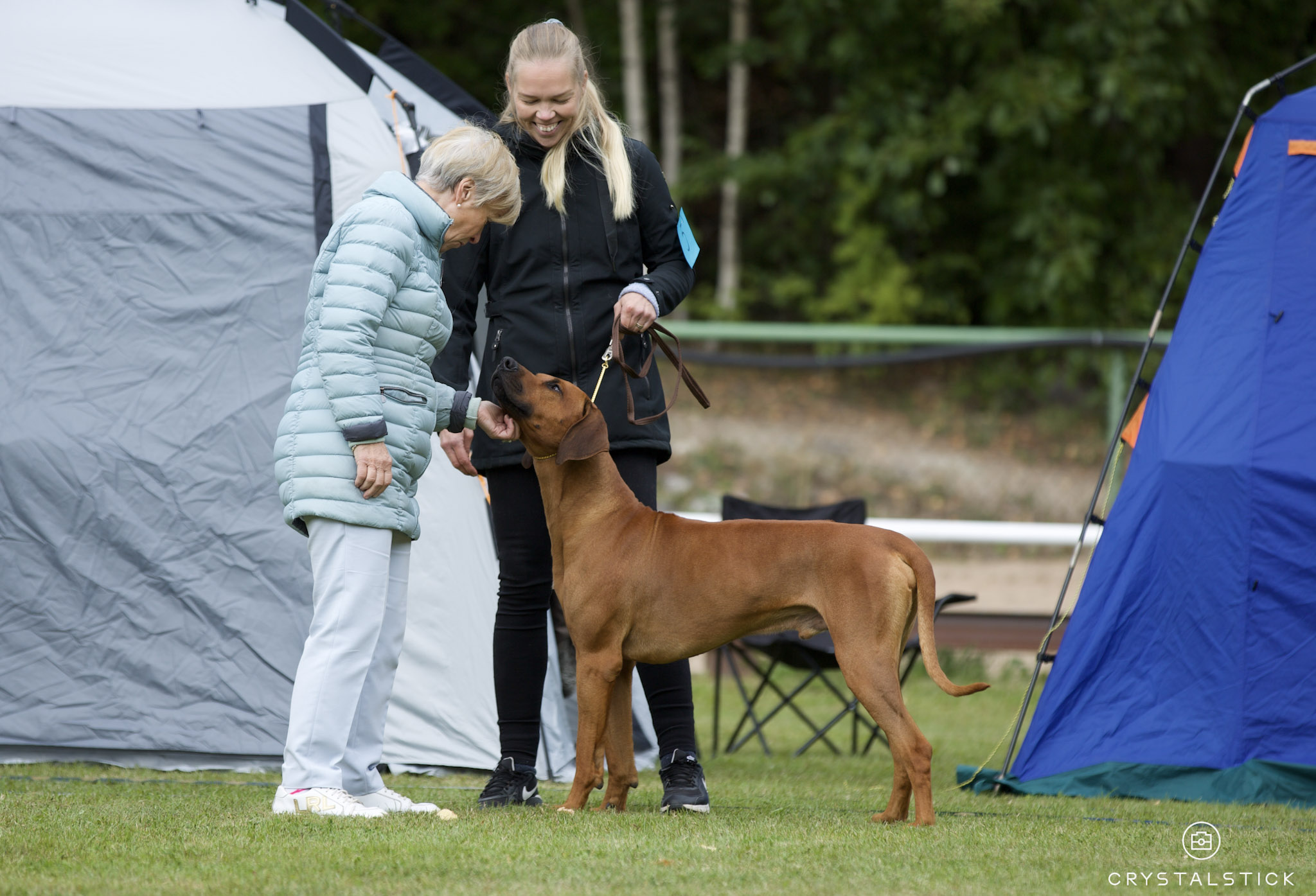 Rhodesian Ridgeback Club Speciality Show DolceBay Kennel